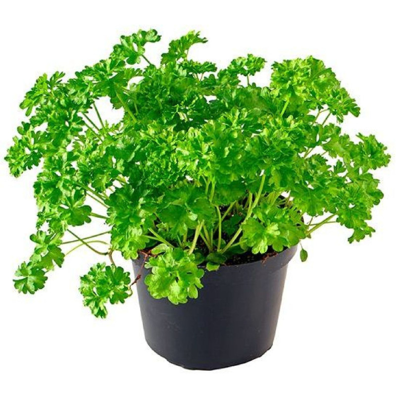 *PRODUIT BLOQUE*PERSIL PLAT GRAND POT X6